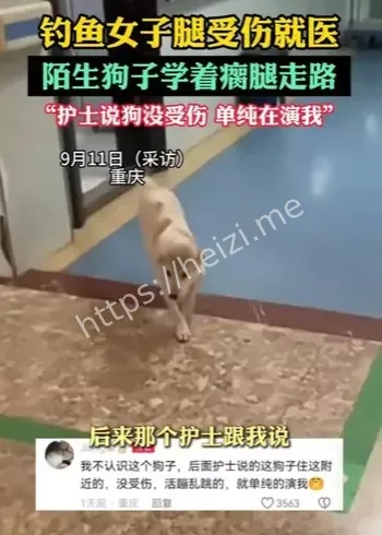 陌生狗学步真相分析