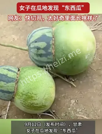 东西瓜真假鉴定方法